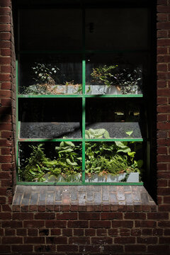 Window full of indoor plants