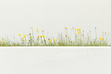 Yellow flowers in front of white walls