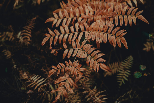 Close-up of dried plant leaves