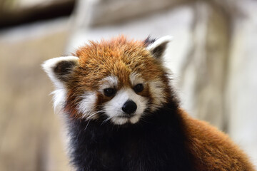 Red panda, a funny mammal