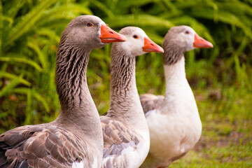 group of geese