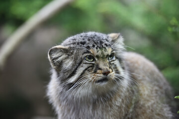 Obraz na płótnie Canvas Manul cat in a zoo