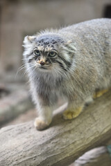 Manul cat in a zoo