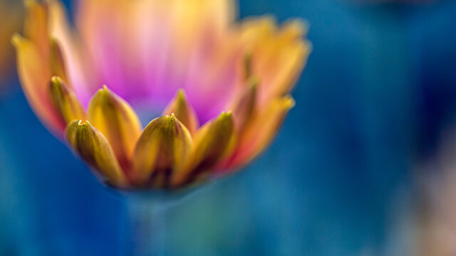 osteospermum