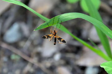 ホリカワクシヒゲガガンボ