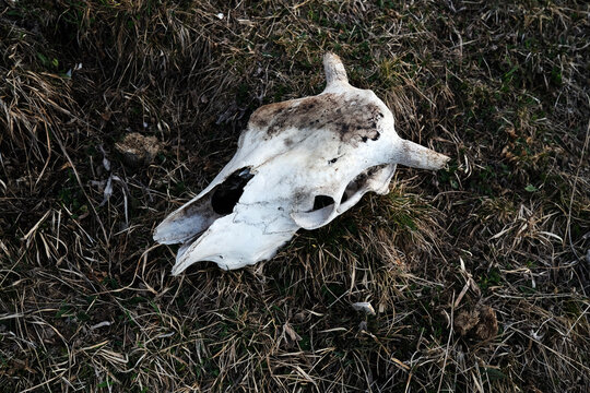 Cow skull on the ground