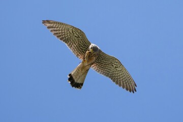 青空バックに空中で器用にトカゲを食べる繁殖期のチョウゲンボウ オス