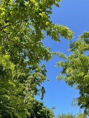green leaves against blue sky
