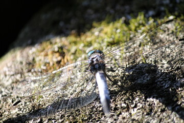 シオカラトンボ