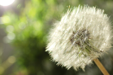 Beautiful dandelion flower on blurred green background, closeup. Space for text
