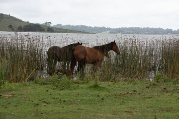 Horses