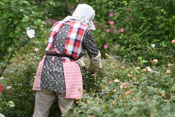Scenery of rose care work in the botanical garden.