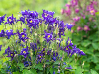 A group of dark purple Aquilegia or Columbine flowers blooming in a garden in June, at Annala allotments in Helsinki, Finland, closeup with selective focus