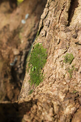 moss plant on the tree trunk