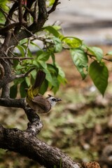 Yellow-vented bulbul bird on tree