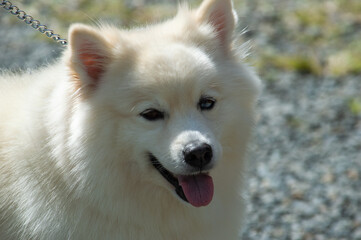 Un poco sobre hermosos perros.