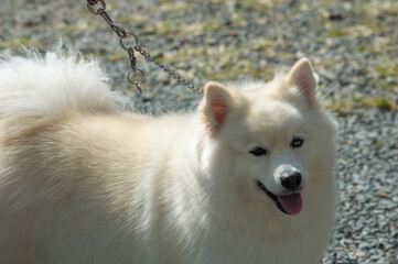Un poco sobre hermosos perros.