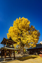 Fototapeta premium 飛騨高山国分寺大銀杏の紅葉