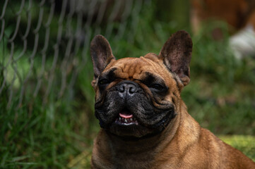 Un poco sobre hermosos perros.