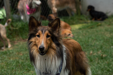 Un poco sobre hermosos perros.