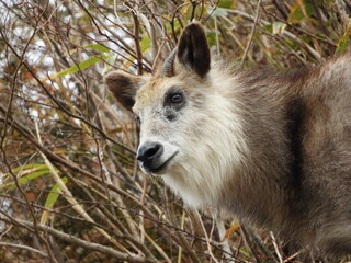 二ホンカモシカ
