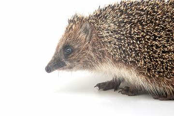 Erinaceus europaeus. Common European hedgehog on a white background