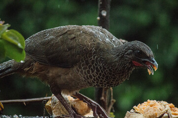 Birds in my house.