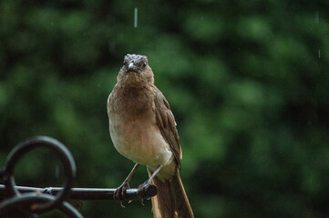 Birds in my house.