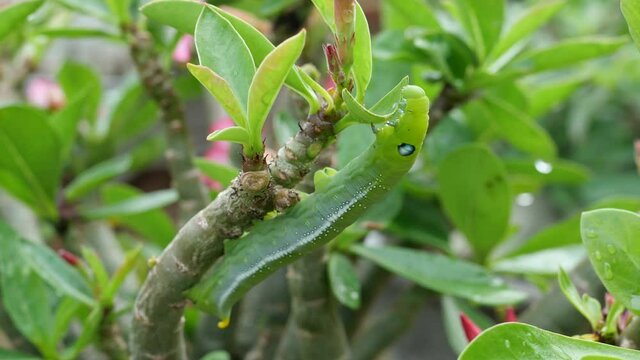 Closeup Caterpillar eating leaves adenium on tree