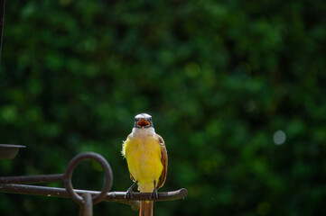 Birds in my house.