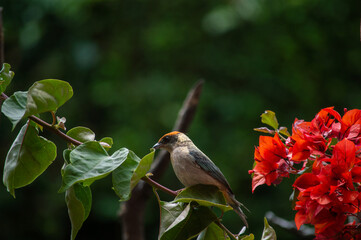 Birds in my house.