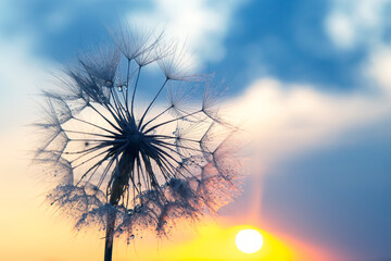 Dandelion silhouetted against the sunset sky. Nature and botany of flowers