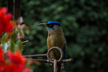 Birds in my house.