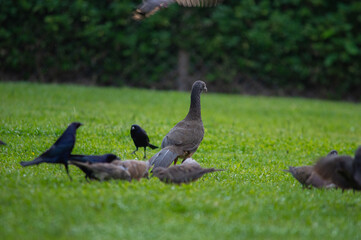 Birds in my house.