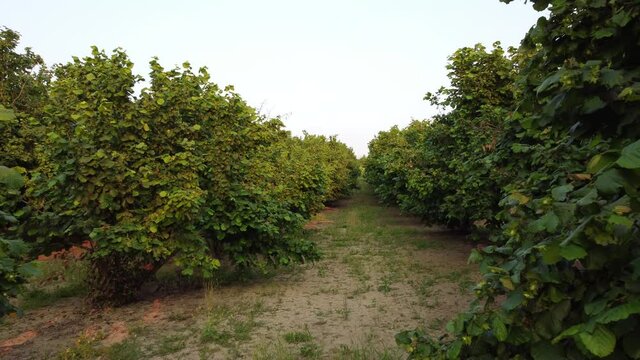 Hazelnut agriculture organic cultivation field