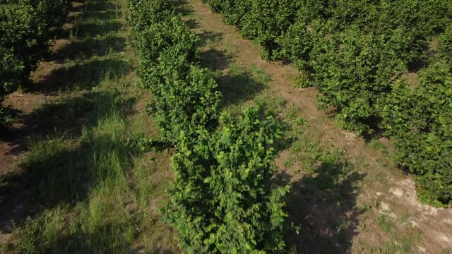 Hazelnuts agriculture cultivation field aerial view