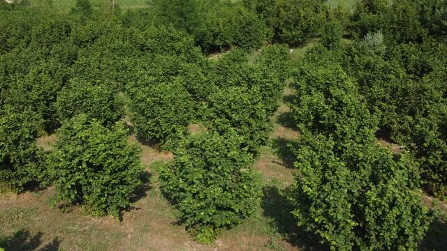 Hazelnut fruit trees agriculture cultivation field