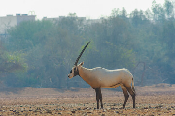Arabian oryx or white oryx