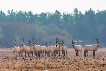 Arabian oryx or white oryx