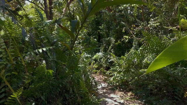 Personal Perspective Of Walking On A Path In The Green Forest. Pov Of Hiker Hiking On Trail Through The Rainforest To Mountain Peak, Gunung Panti, Malaysia