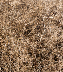 Wild gypsophila with ripe seed pods. Selective focus, close-up.