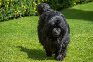 Praga y Milù, Terranova y shihtzu.