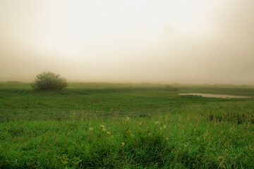 Fototapeta na wymiar thick fog rises from the ground on an early summer morning against the backdrop of spacious fields and dense forest
