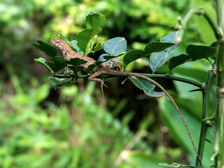 cute chameleon sitting on a branch 003