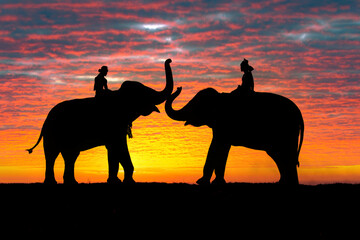 Fototapeta na wymiar Silhouettes of people and elephants are the way of life of the Surin Thai people.