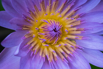 close up of a purple flower - 
Lotus