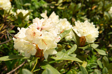 Rhododendron flowers close-up. Summer in mountains.