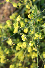 Beautiful bright yellow canola flowers surrounded by green leaves in a rural setting.