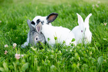 cute gray animals funny bunny on a background of green grass and clovers in the afternoon in...