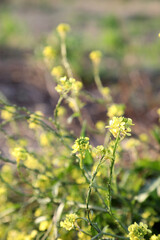 Beautiful bright yellow canola flowers surrounded by green leaves in a rural setting.